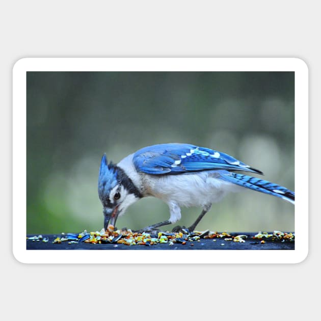 Bluejay Sticker by LaurieMinor